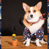 HOOPET Oblečenie pre psov Jar/Leto, Vesta pre psov Malé psy Čivava Bavlnené tričká pre šteniatka Tričko pre mačky Vesty