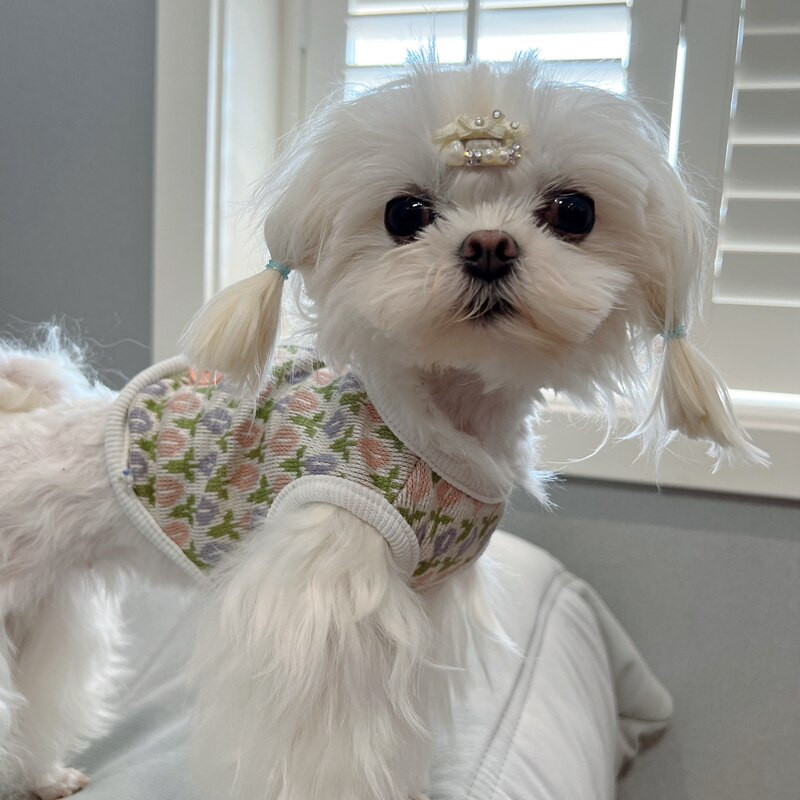 2022 Есен Зима Кучешки дрехи с цветя Котка Куче Жилетка Теди Корги Топло яке Дрехи Пудел Бишон Костюм за домашни любимци Дрехи за малки кучета