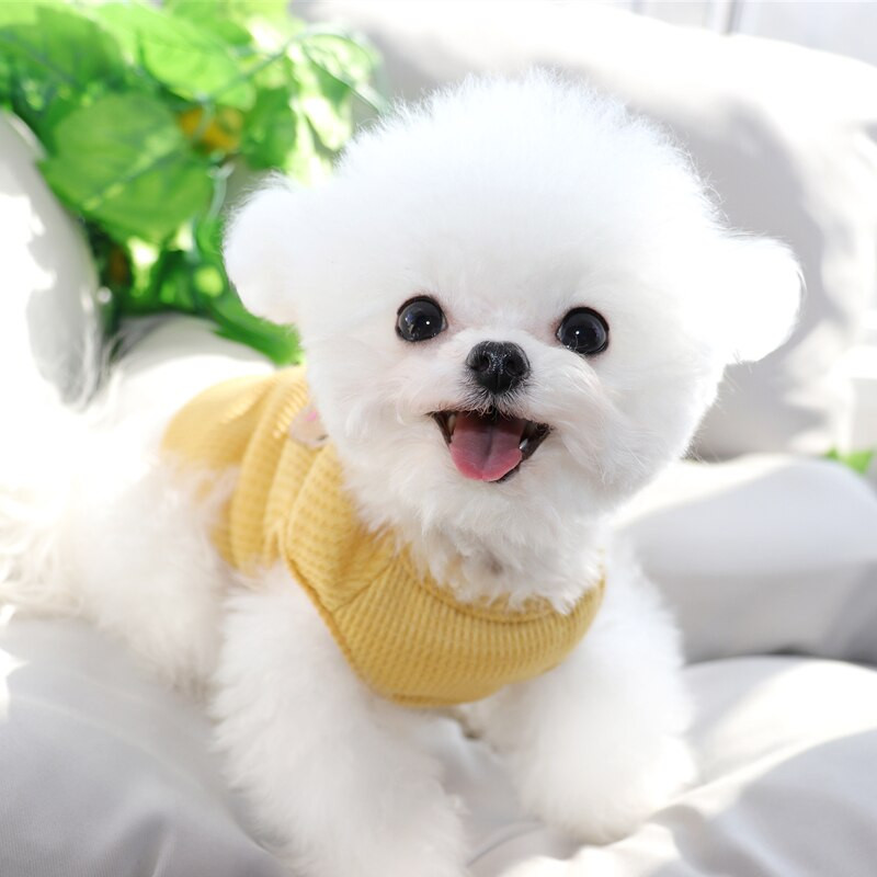 Waffle Dog Dezbraca catelus Vesta respirabila Vara Animal de companie Pulover Teddy Bear Haine moi Cadou de aniversare S-2XL