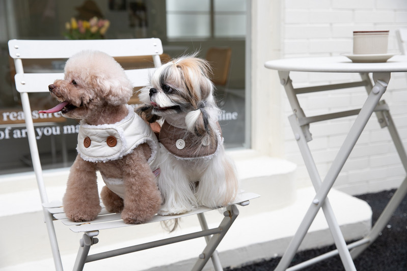Téli meleg pamut kabát Plüss pánt Nyitható mellény Kisállatruhák hátizsákkal Macskák és kutyák Ruhák Teddy Bears Kabát Medvetáska
