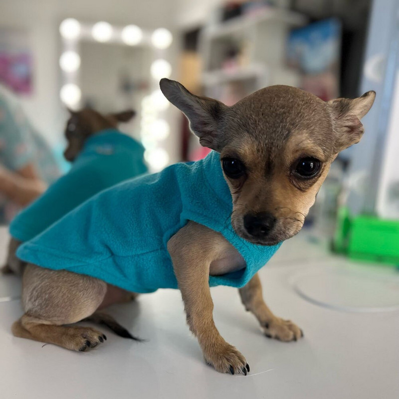 Haine moale pentru câini de talie mică Vestă Haine de iarnă pentru animale de companie Jachetă caldă din lână pentru cățeluș Blana de buldog francez pentru câini de talie mică, mijlocie, pisici, îmbrăcăminte