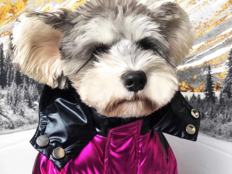 Šilti žieminiai šunų drabužiai pūkinė striukė augintiniai šuniuko kostiumas Prancūzų buldogo apranga Kailis vandeniui atsparus striukė Čihuahua drabužiai B1000