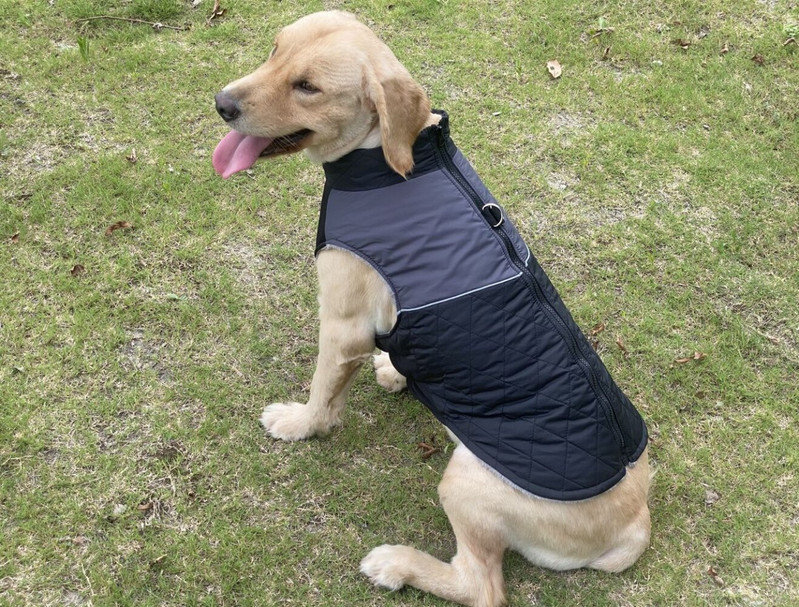 Őszi téli kisállat vastagított mellény kutya vízálló meleg pamut mellény kültéri fényvisszaverő csíkos biztonsági öv cipzáros kutyakabát