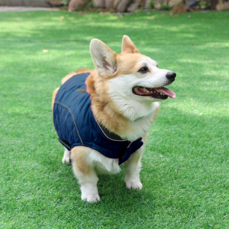 2020. aasta retrodisain Uus talvine lemmikloomamantel hubane talvekoera lemmiklooma jope vest, soe lemmikloomakomplekt tuulekindel jope väikesele keskmisele koerale