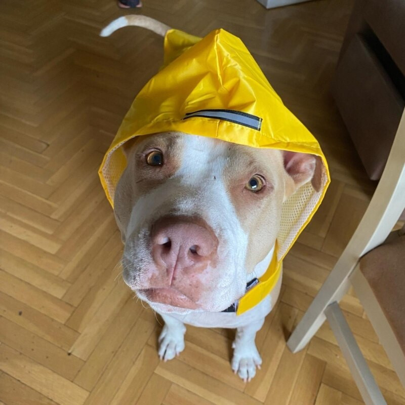 Pelernă de ploaie pentru câini, impermeabilă, cu glugă, cu benzi reflectorizante, pentru câini de dimensiuni multiple, mici, medii și mari