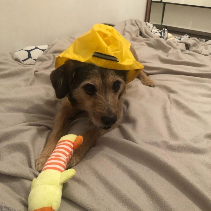 Pelernă de ploaie pentru câini, impermeabilă, cu glugă, cu benzi reflectorizante, pentru câini de dimensiuni multiple, mici, medii și mari