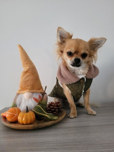 Zimné oblečenie pre psov, kožušinový obojok, bunda pre psov pre malých a stredných psov, bavlnený kabát, oblečenie pre domáce zvieratá, francúzsky buldoček, župan, pero