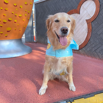 Дъждобран за домашни кучета, анимационни очарователни дрехи, меки, леки, водоустойчиви за голямо средно куче с качулка