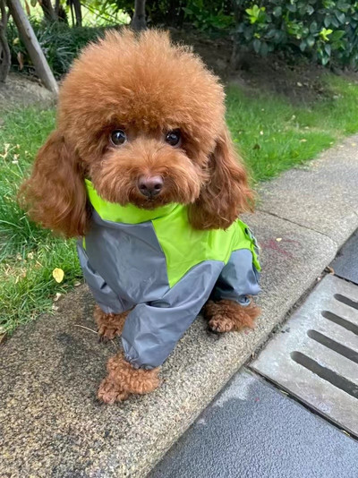 Αδιάβροχο σκύλου Αδιάβροχο Dot Rain Cape για Small Medium Big Dogs Μπουφάν με κουκούλα Poncho Pet Rain Coat chubasquero para perrrors