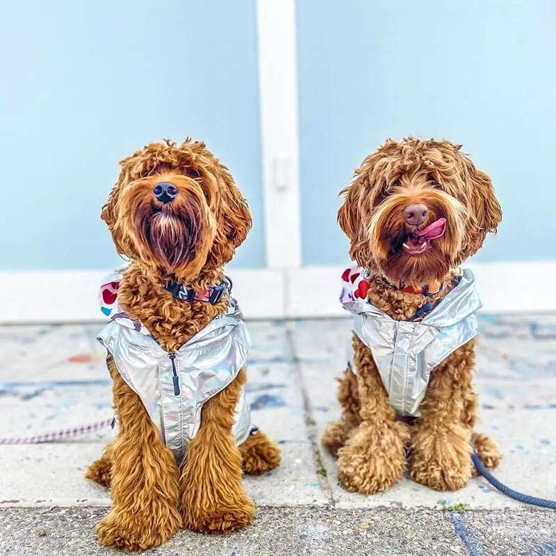 Koerariided Four Seasons Graffiti Print Lemmiklooma kahepoolne vihmamantel Tuulejook Koerte vihmamantel Prantsuse buldogi keskmised ja suured koerad