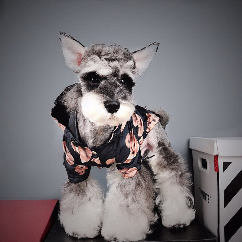 Pelernă de ploaie pentru câini, cu imprimeu de urs, haine pentru animale de companie, cățeluș, doberman, pluș, buldog francez, jachetă impermeabilă pentru caine în aer liber