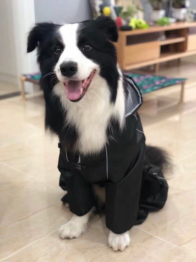 Дъждобран за големи кучета Водоустойчиви дрехи за домашни любимци Гащеризон за гигантски големи средни кучета Златен ретривър Външно облекло за домашни любимци Палто