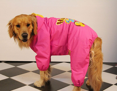 Zlatý retriever, labrador, pláštenka pre psov, nepremokavá bunda s kapucňou, pláštenka s kresleným motívom, overal pre veľké psy, nepriepustná pero