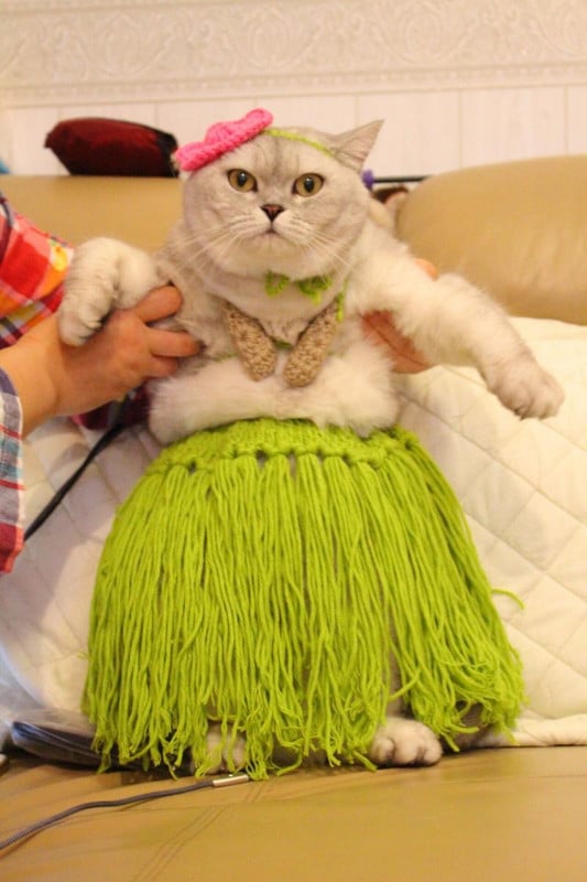 Drabužiai šunims Naminiai gyvūnai Juokingi prancūziški Koviniai Mopsai Korgiai Juokingi žolės sijonai Vibrato Katės Naminiai gyvūnai Bikini Šaudymo reikmenys Juokingi drabužiai