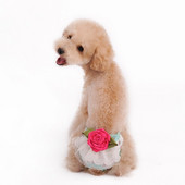 Nové fyziologické nohavice pre domáce zvieratá pre psov, fyziologické nohavice pre domáce zvieratá, menštruačné nohavice pre domáce zvieratá, spodná bielizeň, sladké farebné 4 farby