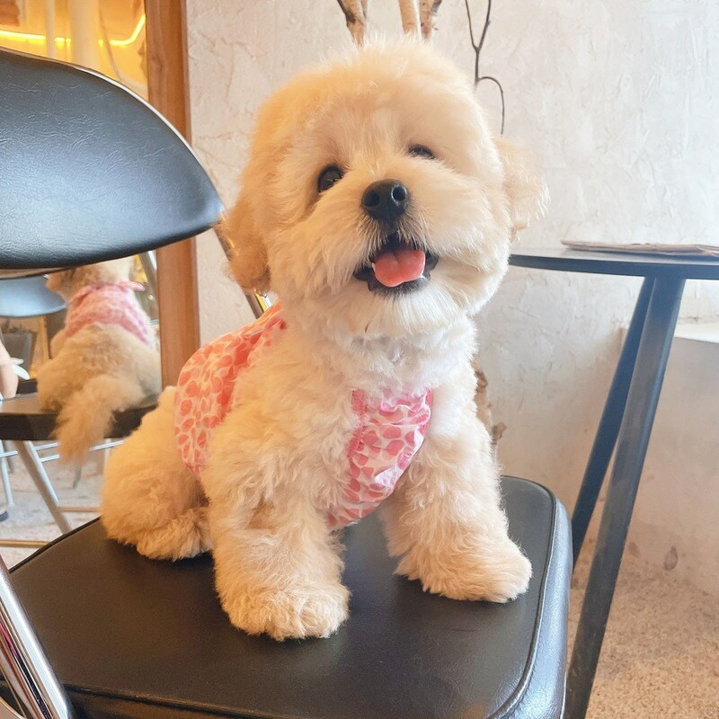 Kawaii malta seelik Armsad kassi koera seelikud Armsad täpikesed lemmiklooma koera vest Kleit šnautser Pommeri tropid riided kutsika printsessi rõivad