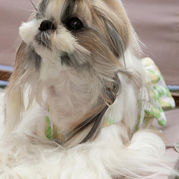 Ρούχα για μικρό σκύλο Φόρεμα γιλέκο γάτας Chihuahua Στολή Γιορκσάιρ Κουτάβι Πομερανίας Μαλτέζικη φούστα ρούχων Poodle Schnauzer