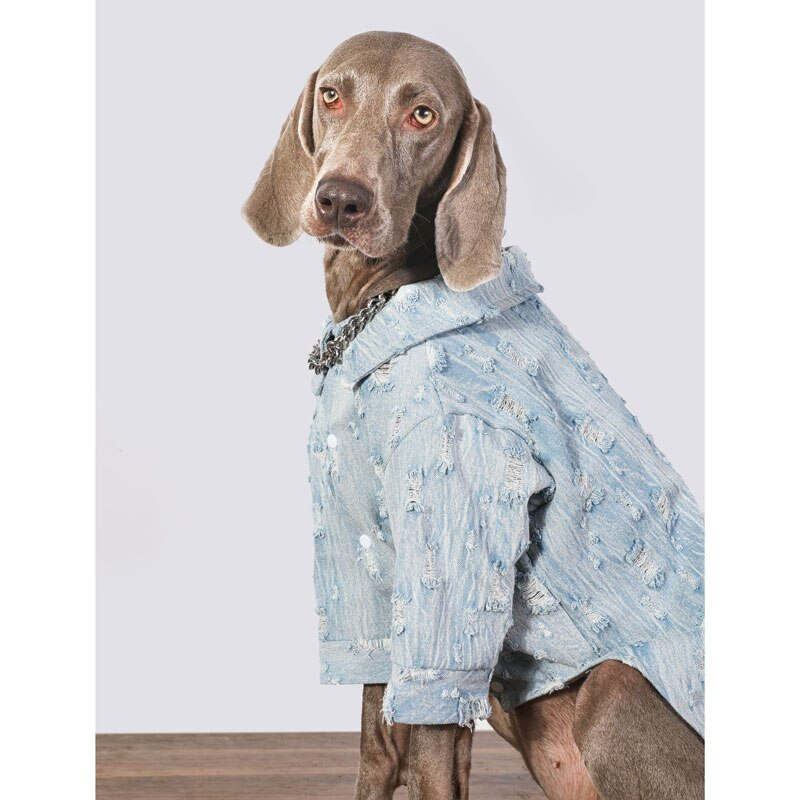 Oblečenie pre veľkých psov Jarná a jesenná bunda pre psov Džínsový kabát pre psov Zlatý retriever Labrador Doberman Oblečenie pre psov Doplnky pre psov