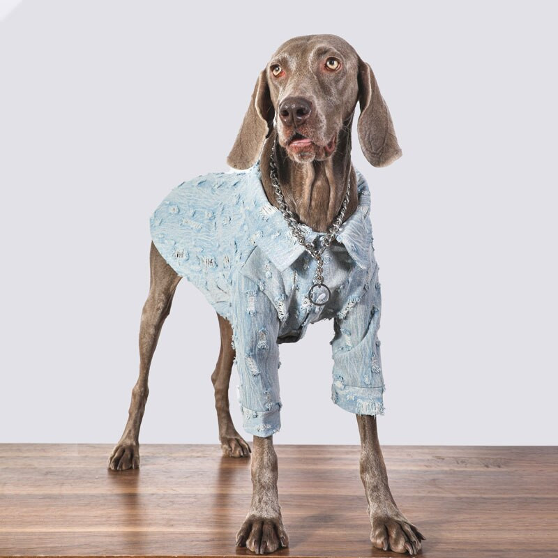 Oblečenie pre veľkých psov Jarná a jesenná bunda pre psov Džínsový kabát pre psov Zlatý retriever Labrador Doberman Oblečenie pre psov Doplnky pre psov