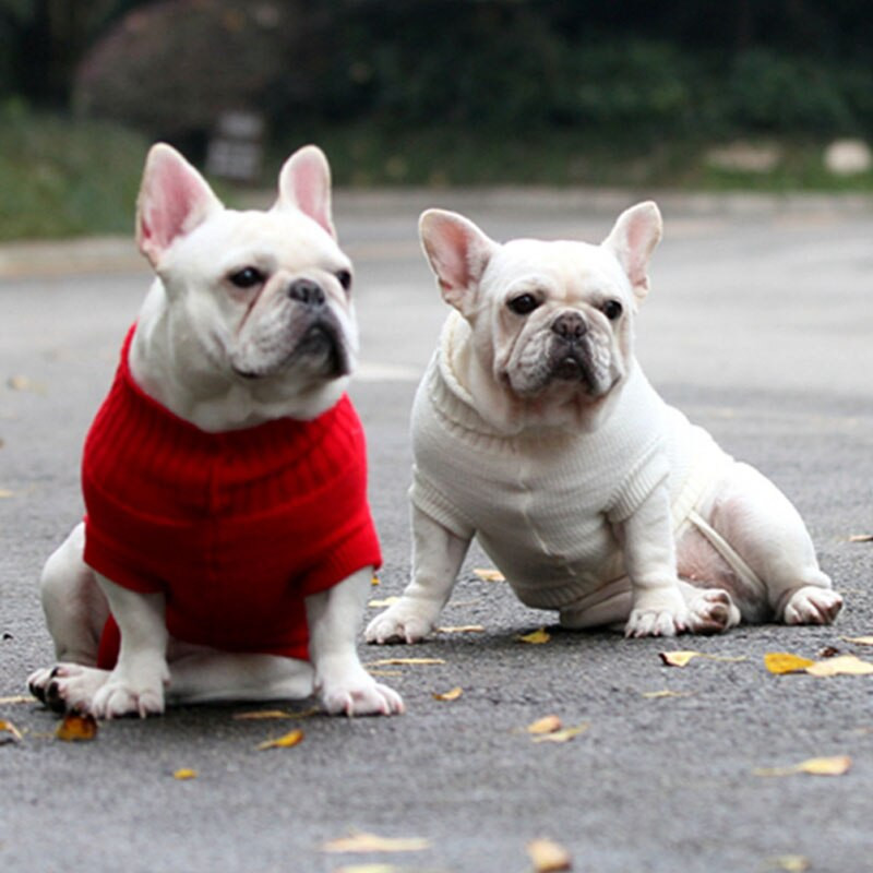 Animale de companie Cățeluși Câini Haine Pisici Pulover colorat Jachetă Paltoane pentru casă Iarnă Călduță Animale de companie Jachete Accesorii pentru decorare