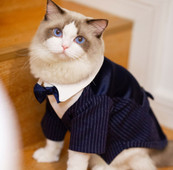 Koera pulmaülikond poisile koerariided pulmakleit kassimantel riided koerale ja kassile lemmiklooma pulmaülikond Bow Classics Romantic