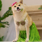 Lemmikloom naljakas muru seelik kass kutsikas bikiinid tulistamisrekvisiidid riided rõivad kostüümifestival Halloweeni cheerleader party