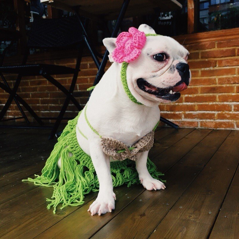 Lemmikloom naljakas muru seelik kass kutsikas bikiinid tulistamisrekvisiidid riided rõivad kostüümifestival Halloweeni cheerleader party
