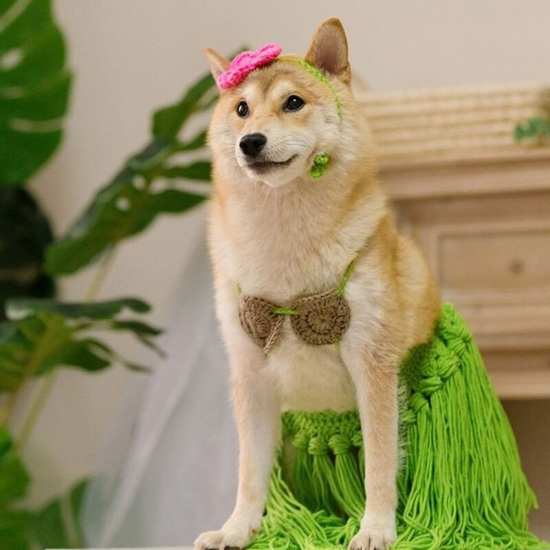 Lemmikloom naljakas muru seelik kass kutsikas bikiinid tulistamisrekvisiidid riided rõivad kostüümifestival Halloweeni cheerleader party