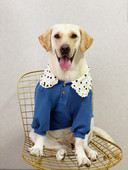 Oblečenie pre veľkých psov Jesenné a zimné oblečenie pre psov Zlatý retriever Labrador Husky Oblečenie pre psov Doplnky pre psov Potreby pre psov