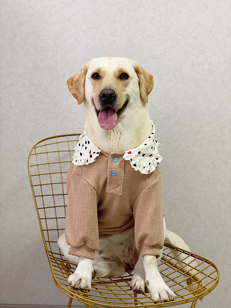 Oblečenie pre veľkých psov Jesenné a zimné oblečenie pre psov Zlatý retriever Labrador Husky Oblečenie pre psov Doplnky pre psov Potreby pre psov