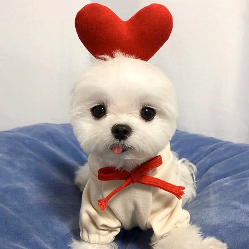 Livrare gratuită Crăciun Ziua Halloween Articole pentru animale de companie Cadou Cățeluș Câine Toamnă și Iarnă Pisică Haine drăguță