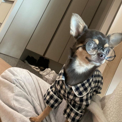 Pyžamová súprava pre domáce zvieratá, pyžamo pre šteniatka, mačiatka, psa, plyšového medvedíka, bišóna, bradáča, pomeraniana, čivavu, oblečenie