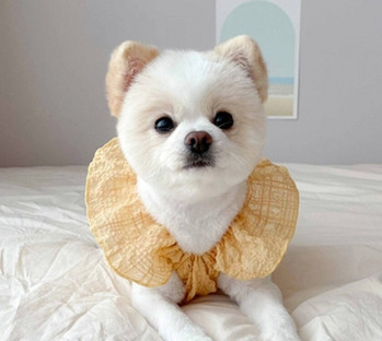 MPK Νέα Σειρά Dog Summer Thin Pet Small Puppy Dog ρούχα διαθέσιμα σε τρία χρώματα