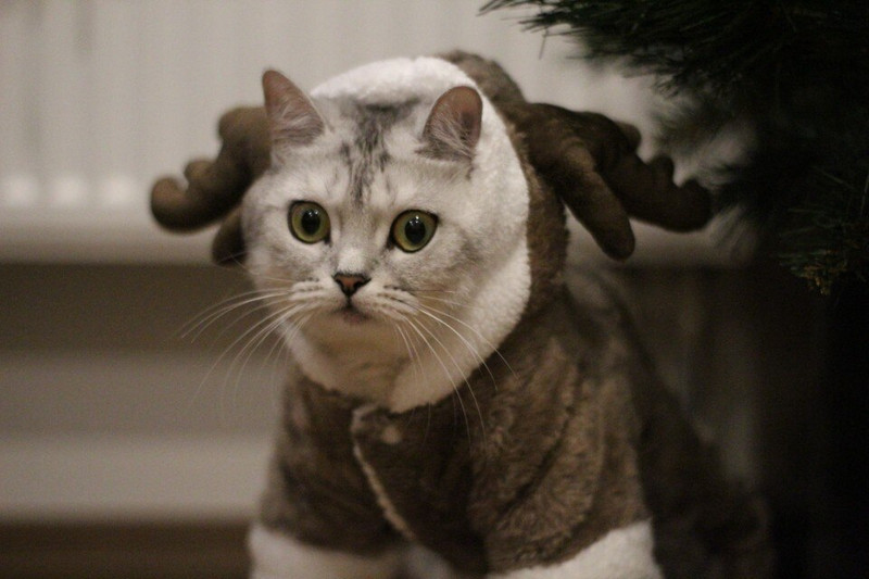 Halloween, vianočný kostým losa, psí kostým, mikina s kapucňou, kabát, bunda, oblečenie, koralový zamatový fleecový overal