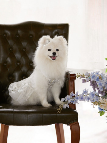 Рокли за кучета с бял диамант Летни дрехи за малки кучета Ropa Perro Чихуахуа Пола от тюл Сладко кученце Дрехи за йоркширски домашни любимци
