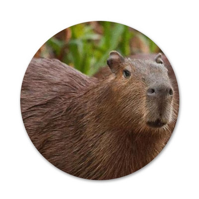 Animal Funny Capybara Εικονίδια ειδικής προσφοράς Καρφίτσες Διακοσμητικό σήμα Καρφίτσες Μεταλλικές κονκάρδες για ρούχα Διακόσμηση σακιδίου πλάτης