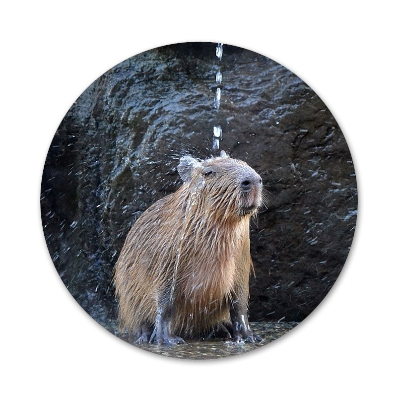 Animal Funny Capybara Εικονίδια ειδικής προσφοράς Καρφίτσες Διακοσμητικό σήμα Καρφίτσες Μεταλλικές κονκάρδες για ρούχα Διακόσμηση σακιδίου πλάτης