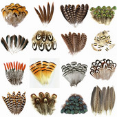 Looduslikud paabulinnusuled Faasanisuled meisterdamiseks Jaanalinnusuled Ehted Jõulupühadekaunistus Ploomid Plumas