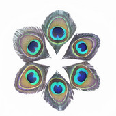 10 komada Prirodno, rijetko paunovo perje, perje za oči za ručni rad, ukrasi, ukrasi od fazanovog perja, nakit, karnevalsko perje