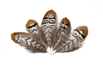 Reeves Venery Pheasant Tail Feathers for Needlework 5-15cm Small Feathers for Crafts DIY Jewelry Making Decoration Plumes Plumas