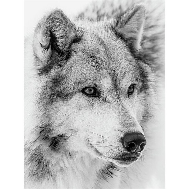 Wolf Cartoon Animal Printed Fabric 11CT Cross Stitch Embroidery Complete Kit DMC Threads Εργασίες πλεξίματος Ζωγραφική Ενήλικες