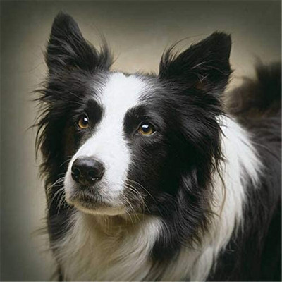 Țesătură imprimată Animal Border Collie 11CT Kit complet cu punct de cruce Bricolaj Broderie Fire DMC Lucrări de ac Artizanat numărat