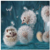 Gyvūnų ežiukas pasidaryk pats, siuvinėjimas kryželiu