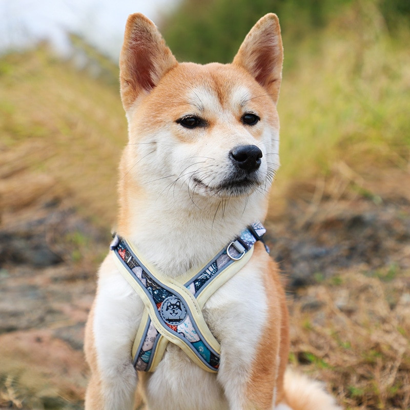 Novi kućni ljubimci Dodaci za pse Svjetleći podesivi pojas za pse Štene Prsluk Ovratnik Povodac Francuski buldog Srednji Mali Veliki Pas
