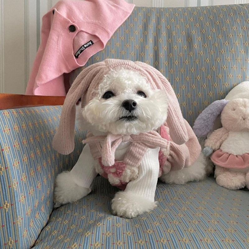Väike Koer Riided Talv Sügis Soe Kleit Kutsikas Printsess Seelik Armas Vest Kassi Moe Kostüüm Armas Müts Yorkie Chihuahua Puudel