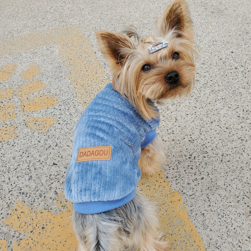 Haine pentru animale de companie Pulover de catifea Vestă caldă Mantocă pentru pisici Jachetă pentru câini mici Pulover de culoare pură Chihuahua Yorkshire Bulldog de primăvară