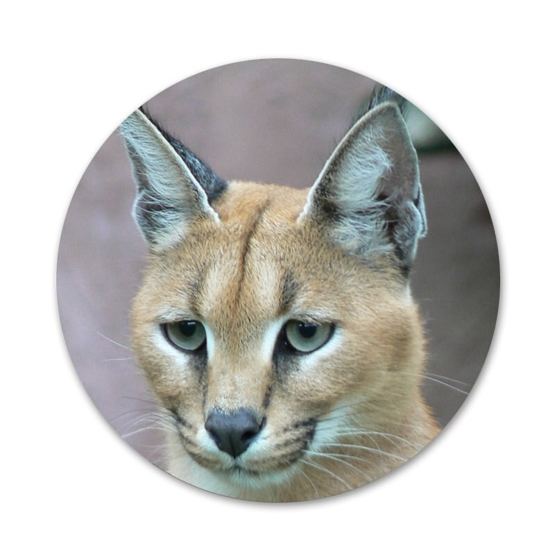 Aafrika ilves Caracal suur kass ikoonid nööpnõelad märgi kaunistus prossid metallist märgid riietele seljakoti kaunistus