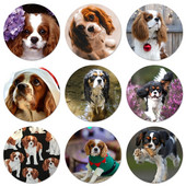 58mm Cavalier King Charles Broșă Broșă Accesorii Pentru Îmbrăcăminte Rucsac Decorare cadou