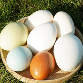 Simulare artificială falsă ouă de struț mari de dinozaur Cadouri de Paște Recuzită alimentară Jucării pentru copii Hotel Restaurant Magazin Decorare