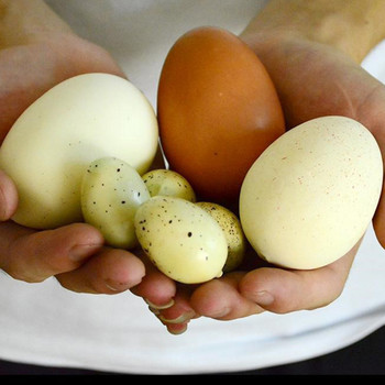 Τεχνητή ψεύτικη προσομοίωση Big Dinosaur Struch Eggs Model Πασχαλινά δώρα Παιδικά Παιχνίδια Ξενοδοχείο Εστιατόριο Διακόσμηση καταστήματος